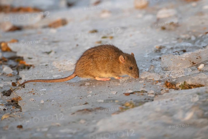 Brown rat (Rattus norvegicus) adult mammal eating seed on frozen ground in winter, England, United Kingdom