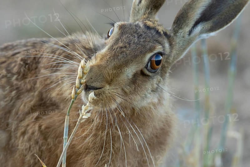 European brown hare (Lepus europaeus) adult mammal eating a wheat sheath in a farmland stubble field in summer, England, United Kingdom
