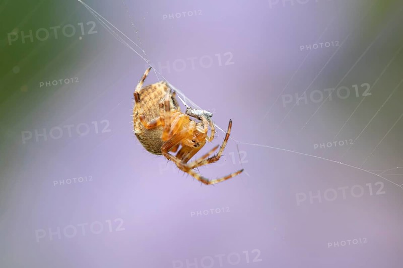 European garden spider (Araneus diadematus) adult resting in its web in summer, England, United Kingdom