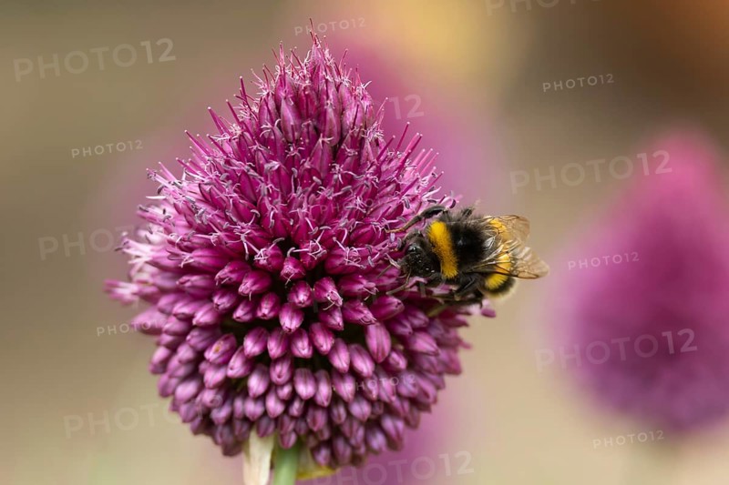Buff tailed bumblebee (Bombus terrestris) adult insect feeding on a garden Allium flower in summer, England, United Kingdom