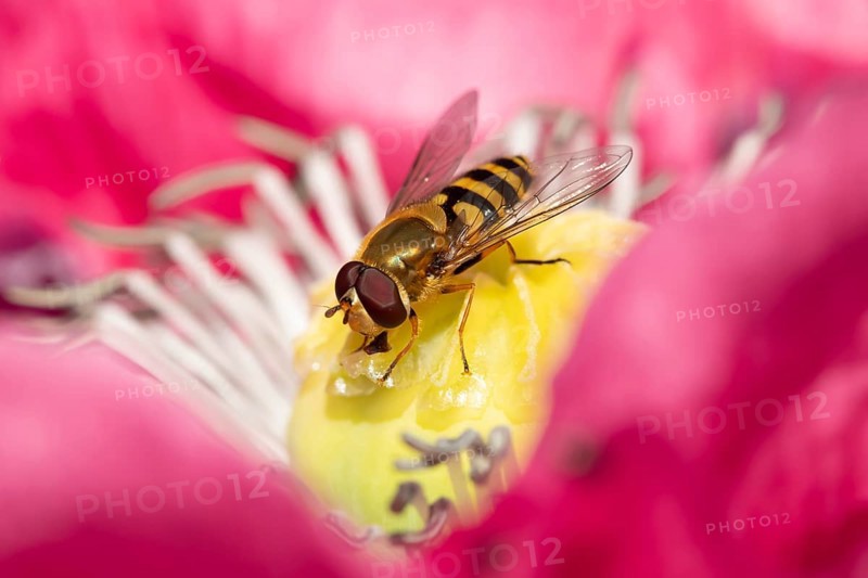 Common hoverfly (Eupeodes corollae) adult insect feeding on a garden Opium poppy flower in summer, England, United Kingdom