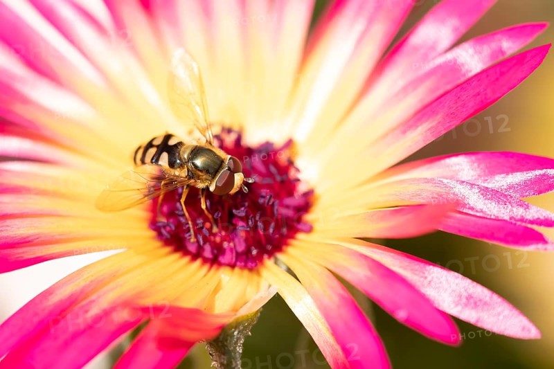 Common hoverfly (Eupeodes corollae) adult insect feeding on a garden daisy flower in summer, England, United Kingdom