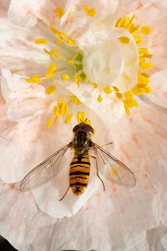 Common hoverfly (Eupeodes corollae) adult insect feeding on a garden poppy flower in summer, England, United Kingdom