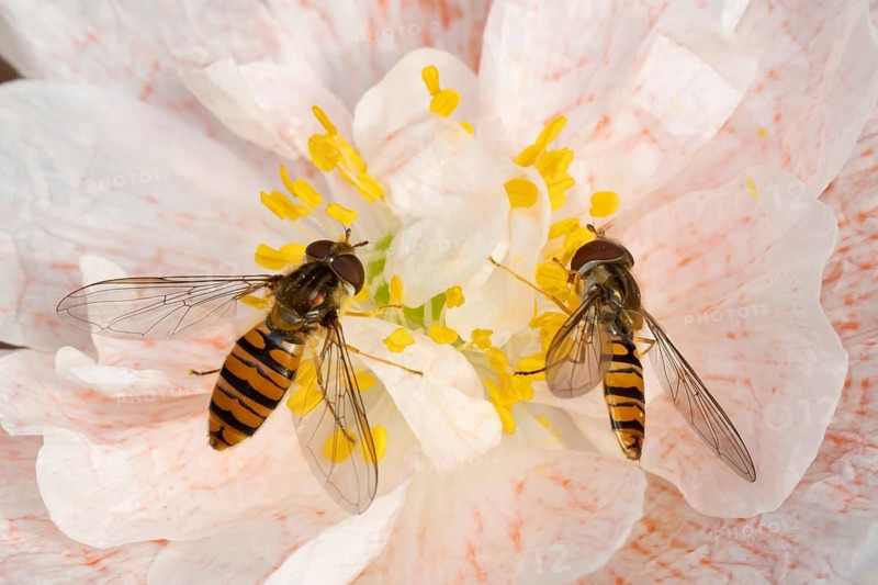 Common hoverfly (Eupeodes corollae) two adult insects feeding on a garden poppy flower in summer, England, United Kingdom
