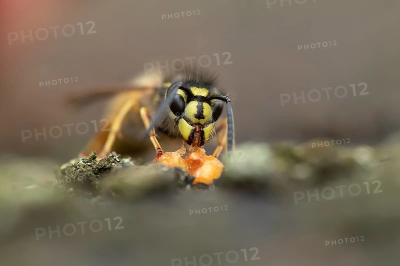 Common wasp (Vespula vulgaris) adult insect feeding on a piece of fruit in a garden in summer, England, United Kingdom