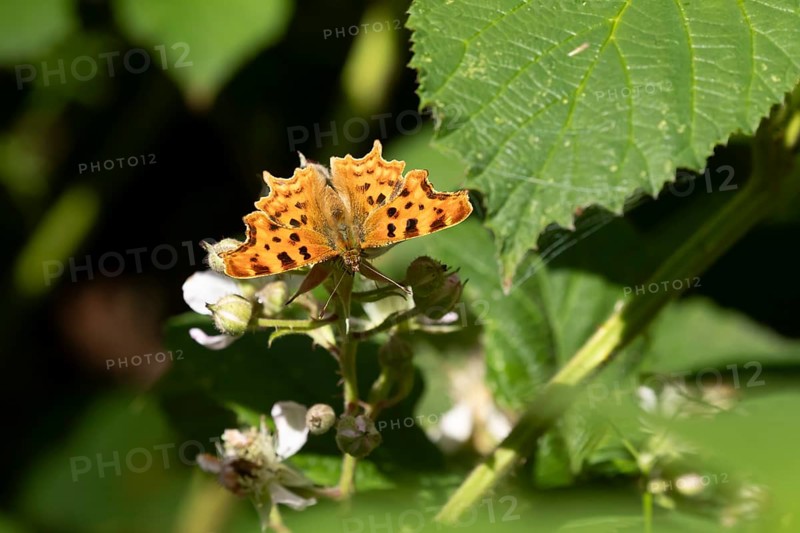 Comma butterfly (Polygonia c-album) adult insect feeding on a Bramble plant flower in summer, England, United Kingdom