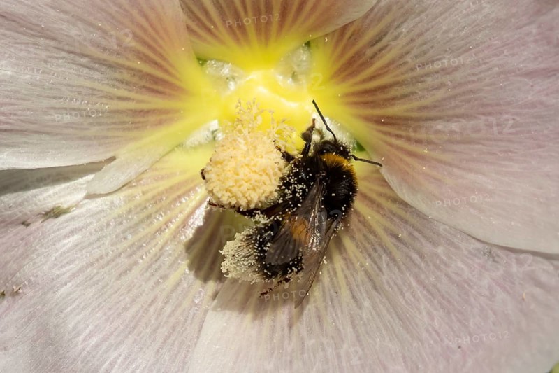Buff tailed bumblebee (Bombus terrestris) adult bee insect feeding on a garden Hollyhock flower in summer, England, United Kingdom