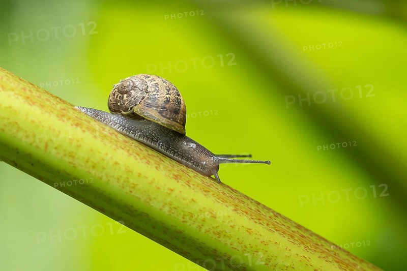Garden snail (Cornu aspersum) adult molluscs gastropod on a garden Rhubarb vegetable plant stem in summer, England, United Kingdom