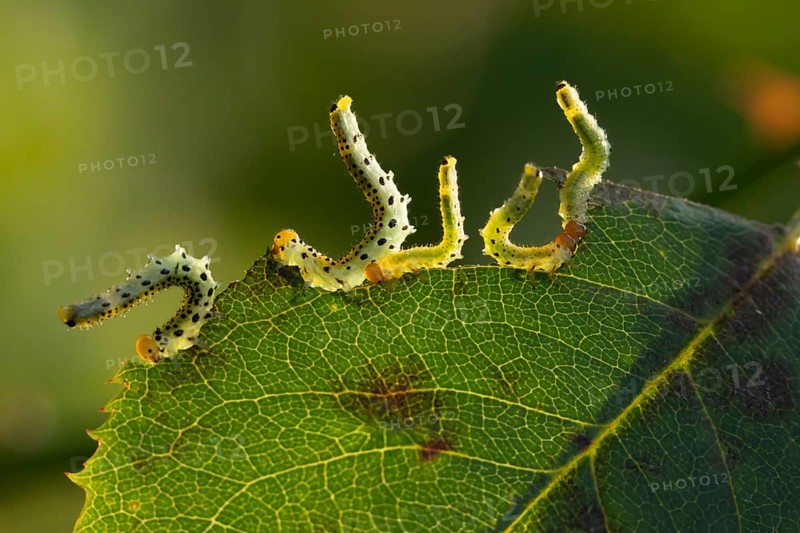 Large rose sawfly (Arge pagana) four adult insect larva garden pest feeding on a rose plant leaf in summer, England, United Kingdom