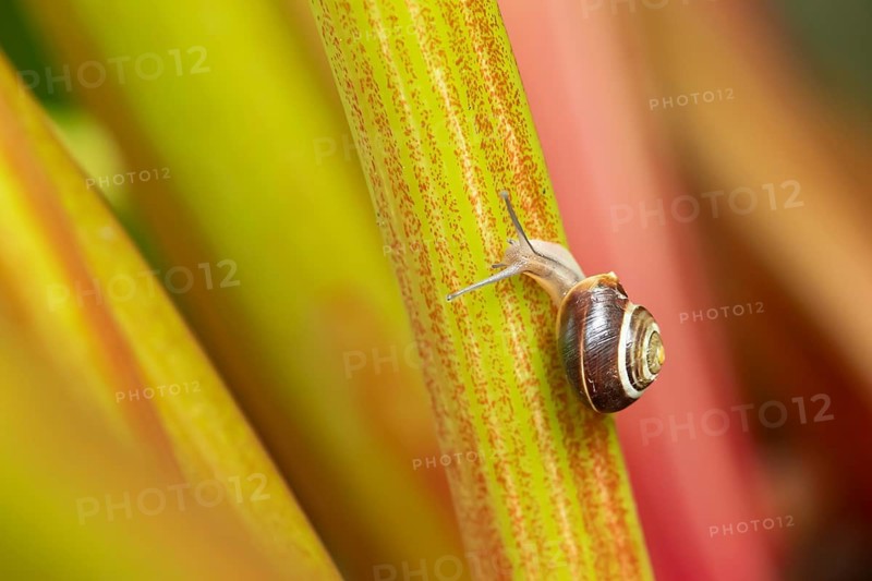Striped snail (Cernuella virgata) adult gastropod molluscs on a garden rhubarb vegetable plant stem in summer, England, United Kingdom
