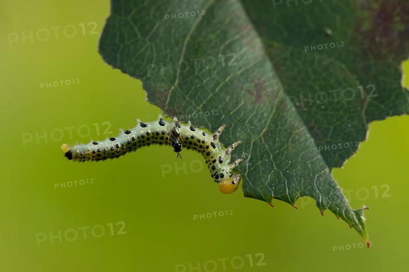 Large rose sawfly (Arge pagana) adult insect larva garden pest feeding on a rose plant leaf in summer, England, United Kingdom