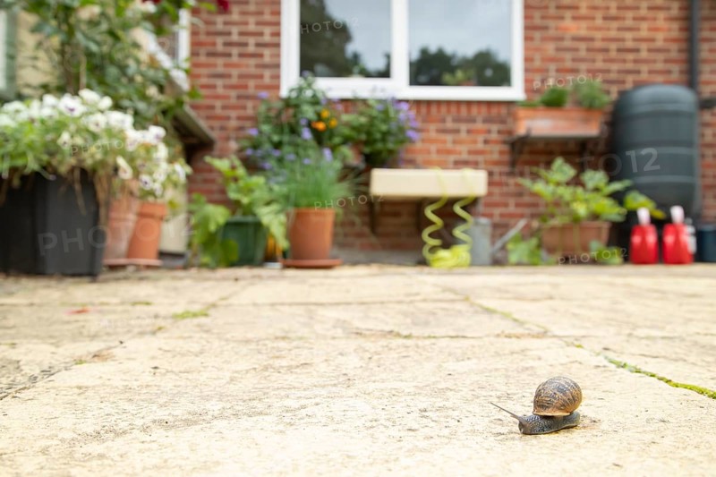 Garden snail (Cornu aspersum) adult molluscs gastropod on a garden patio with a house in the background in summer, England, United Kingdom