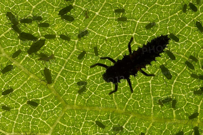 Harlequin ladybird or ladybug (Harmonia axyridis) adult insect larva and Plum aphid (Hyalopterus pruni) aphids on a plum tree leaf in summer, England, United Kingdom