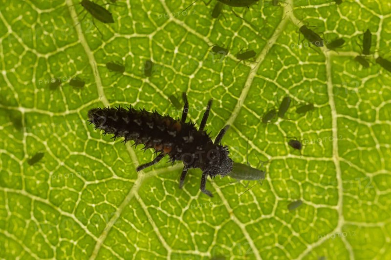 Harlequin ladybird or ladybug (Harmonia axyridis) adult insect larva eating a Plum aphid (Hyalopterus pruni) aphids on a plum tree leaf in summer, England, United Kingdom