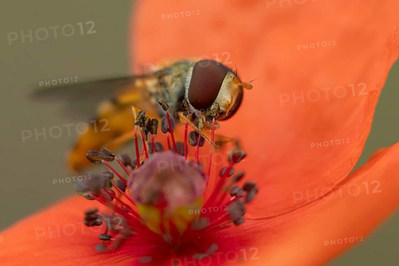 Common hoverfly (Eupeodes corollae) adult insect feeding on pollen from a red Common field poppy (Papaver rhoeas) flower in summer, England, United Kingdom