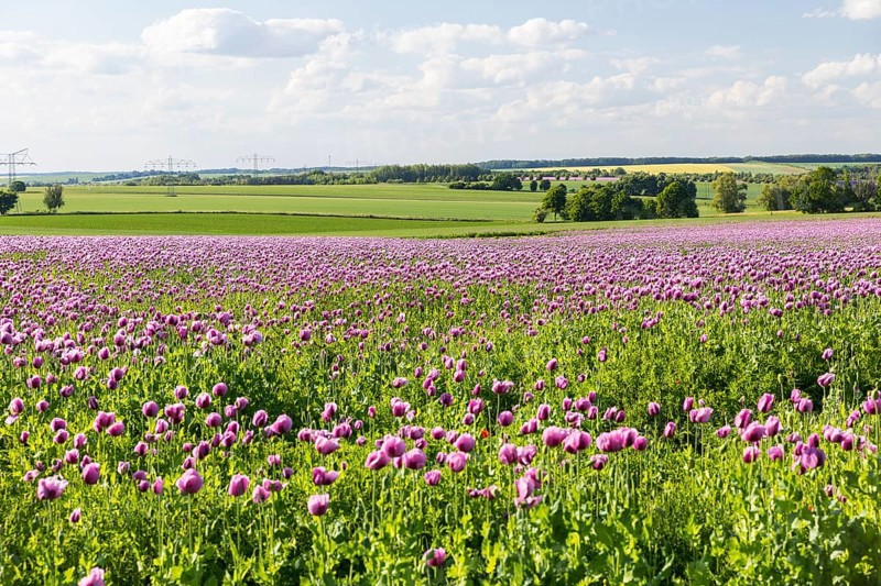 Field with blue poppy (Papaver somniferum) in bloom, Penig, Saxony, Germany
