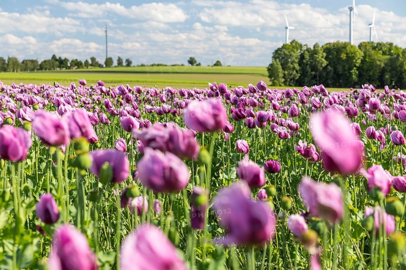 Field with blue poppy (Papaver somniferum) in bloom, wind turbines in the background, Penig, Saxony, Germany