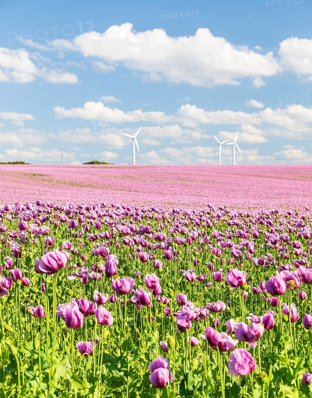 Field with blue poppy (Papaver somniferum) in bloom, wind turbines in the background, Penig, Saxony, Germany
