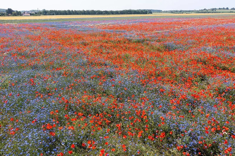 Aerial view of a field where corn poppies (Papaver rhoeas) and cornflowers (Centaurea cyanus) are in bloom, shining in blue and red, Hirschstein, Riesa, Saxony, Germany