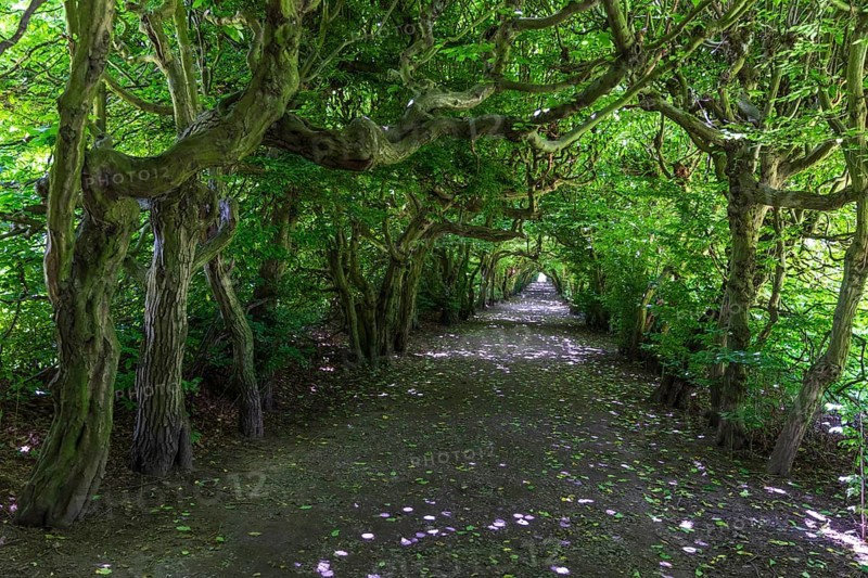 Pergola with old hornbeams (Carpinus betulus) in Pulsnitz Castle Park, Saxony, Germany