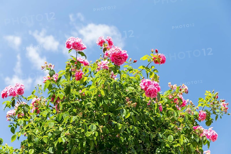 Pink roses bloom (pink) against a blue sky, Saxony, Germany