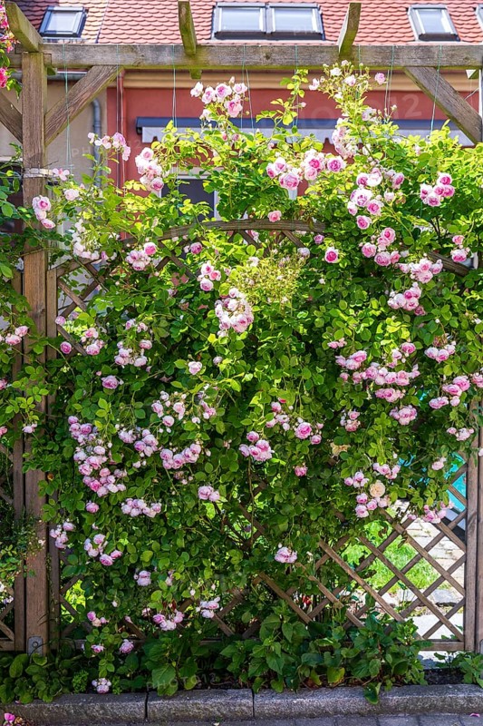 Trellis with roses in bloom, Pulsnitz, Saxony, Germany