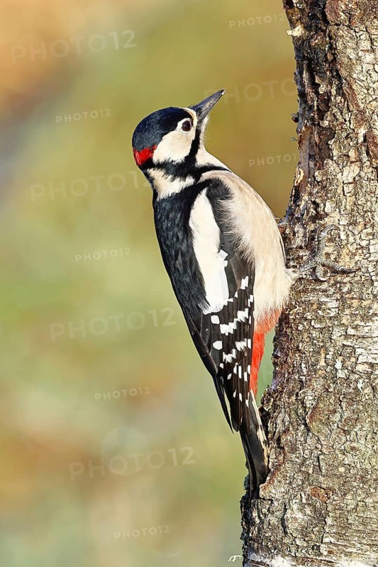 Great spotted woodpecker (Dendrocopus major), male, foraging on the trunk of a common birch (Betula pendula), wildlife, woodpeckers, nature photography, autumn, Wilnsdorf, North Rhine-Westphalia, Germany