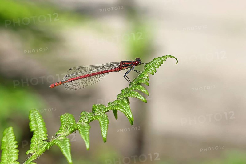 Large red damselfly (Pyrrhosoma nymphula), sitting on bracken, close-up, Wilnsdorf, North Rhine-Westphalia, Germany