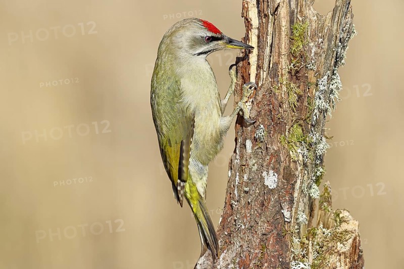 Grey-headed woodpecker (Picus canus), male sitting on a tree stump overgrown with moss and lichen, Wildlife, Woodpeckers, Birds, Nature photography, Wilnsdorf, North Rhine-Westphalia, Germany