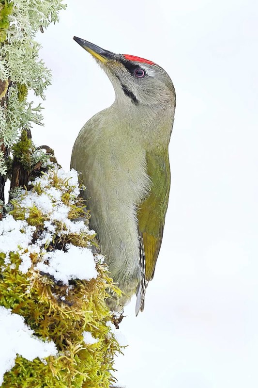 Grey-headed woodpecker (Picus canus), male sitting on a dead wood covered with moss and lichen in winter, Wildlife, Woodpeckers, Birds, Nature photography, Wilnsdorf, North Rhine-Westphalia, Germany
