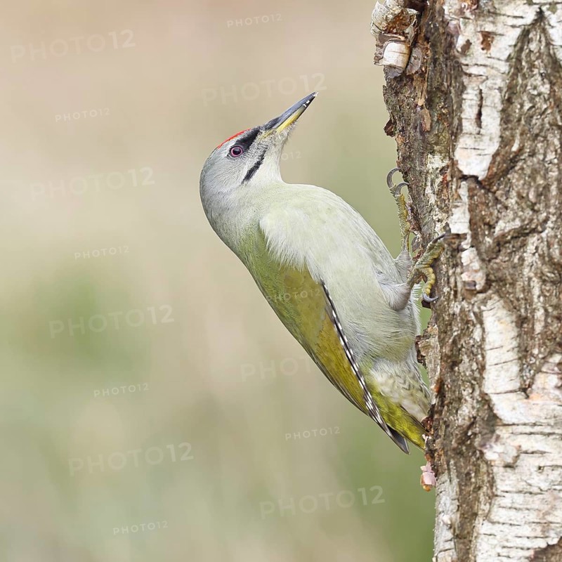 Grey-headed Woodpecker (Picus canus), female sitting on the trunk of a grey birch (Betula populifolia) to forage, Wildlife, Woodpeckers, Birds, Nature photography, Wilnsdorf, North Rhine-Westphalia, Germany