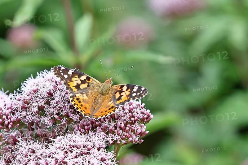 Thistle butterfly (Vanessa cardui) on a flower of Hemp agrimony (Asteraceae) on a forest path, close-up, Wilnsdorf, North Rhine-Westphalia, Germany