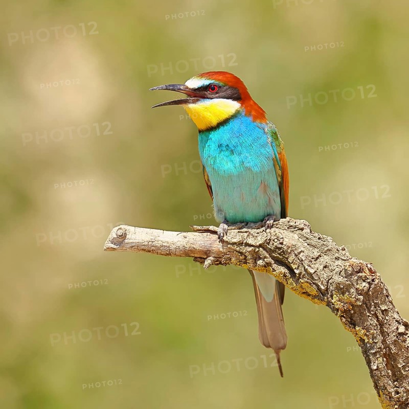 European bee-eater (Merops apiaster) sitting on a branch covered with green lichen, Lake Neusiedl, Burgenland, Austria
