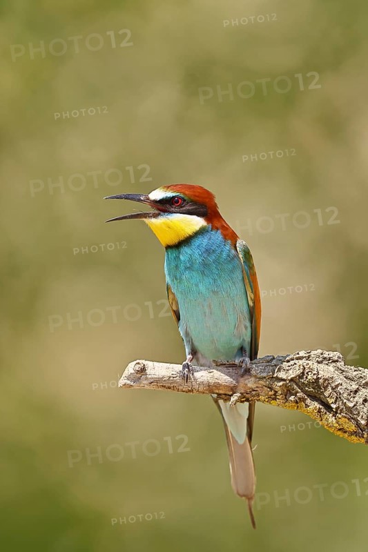 European bee-eater (Merops apiaster) sitting on a branch covered with green lichen, Lake Neusiedl, Burgenland, Austria