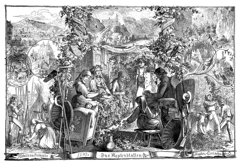 Hop harvest near Hersbruck, Bavaria, Germany, woodcut from 1864