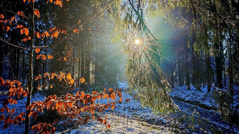 Sunlight falls on glowing beech leaves (fagus) in a snow-covered forest, Franconian Forest nature park Park