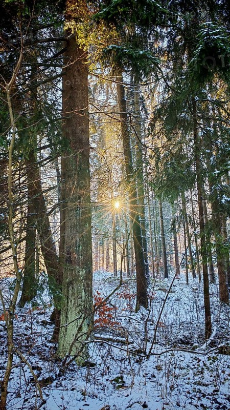 The sun shines through the snow-covered trees in a quiet winter forest, Franconian Forest nature park Park
