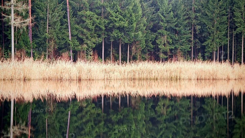 A tranquil lake with a reflection of reeds (phragmites australis) and dense conifers, Franconian Forest nature park Park