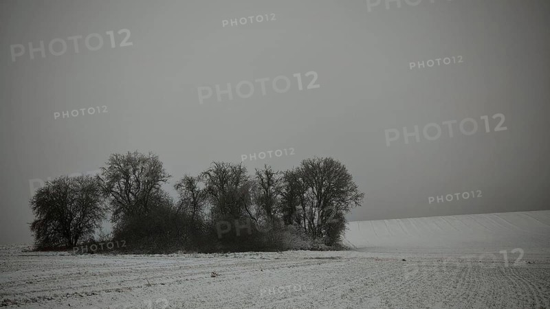 Snow-covered field with a small group of trees under grey sky, Rennsteig, Frankenwald nature park Park