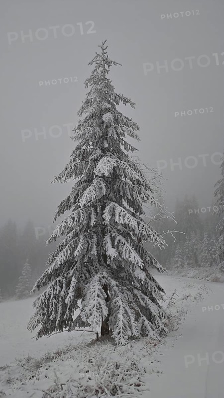 A single snow-covered Christmas tree in a foggy winter landscape, Rennsteig, Thuringian Forest nature park Park