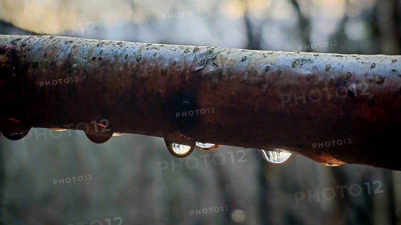 Macro image of a branch with water droplets in which trees are reflected, Thuringian Forest nature park Park