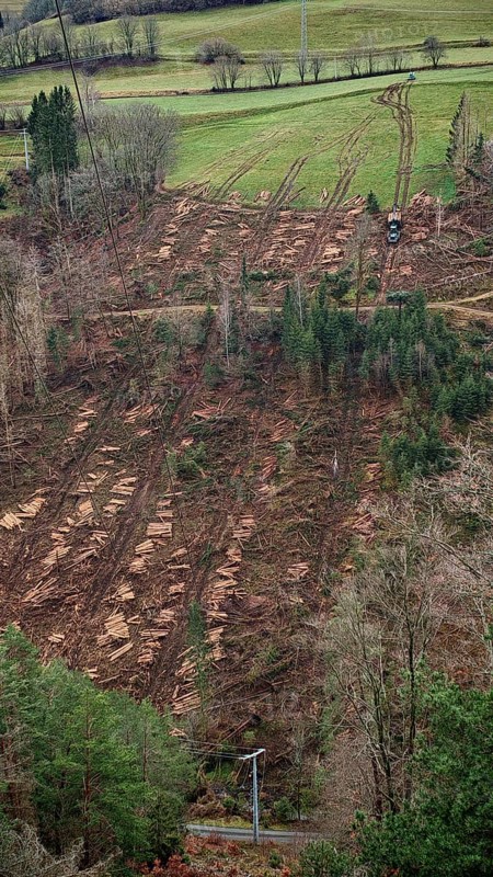Extensive landscape with felled, cleared spruce trees (picea) with harvesting machine and open areas in the forest, tree trunks lying around, destroyed by the bark beetle (scolytinae), Rennsteig, Thuringian Forest nature park Park