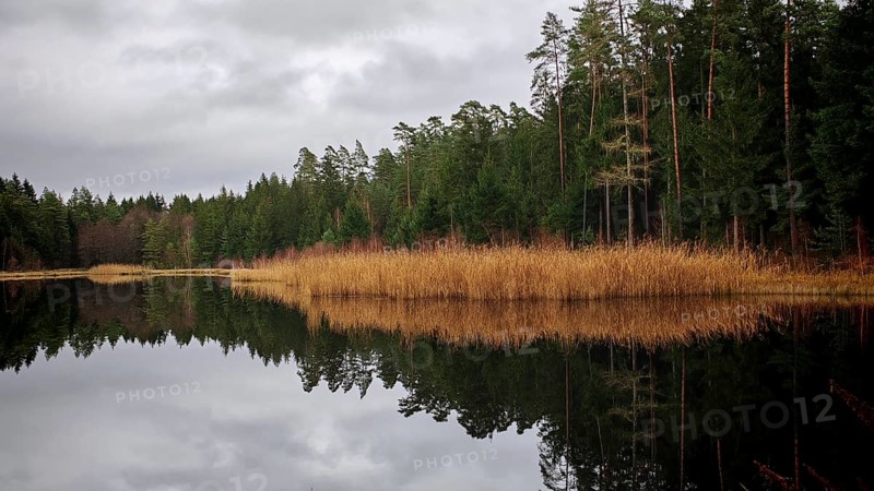 A quiet forest lake with reeds (phragmites australis) reflecting the trees and a cloudy sky, Franconian Forest nature park Park