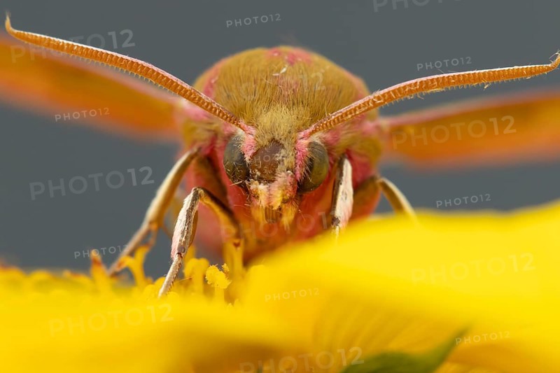 Elephant hawkmoth (Deilephila elpenor) adult moth insect on a garden sunflower flower in summer, England, United Kingdom