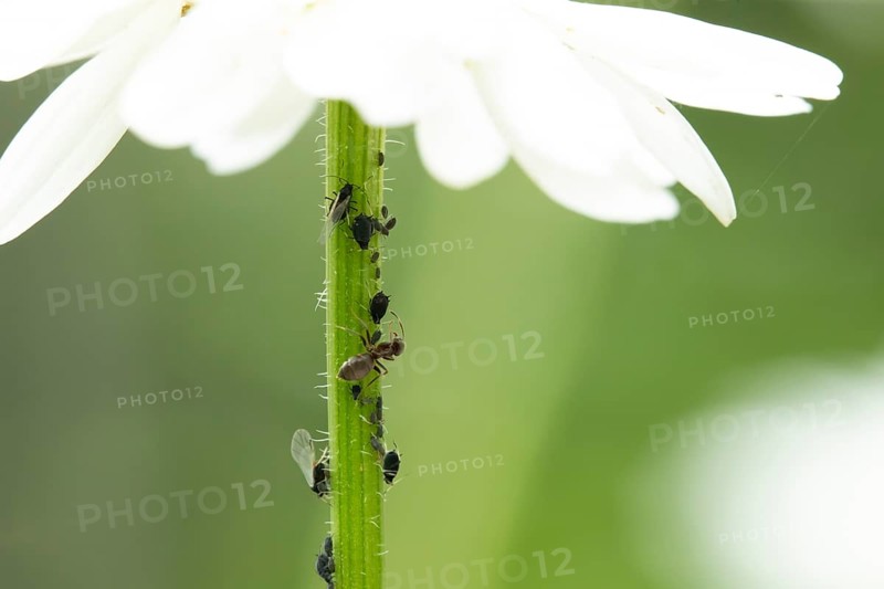 Black bean aphid or Greenfly (Aphis fabae) adult insects and an ant on an Oxeye daisy flower stem in summer, England, United Kingdom
