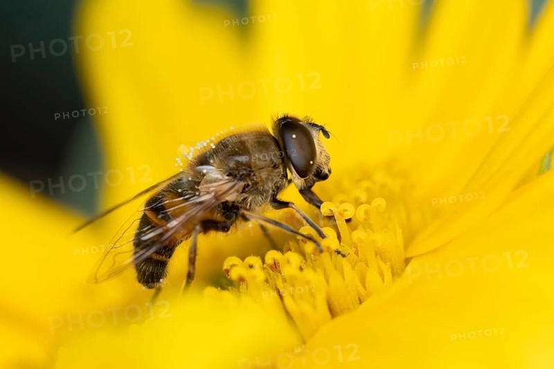 Bumblebee mimic hoverfly (Volucella bombylans) adult insect on a garden yellow flower in summer, England, United Kingdom