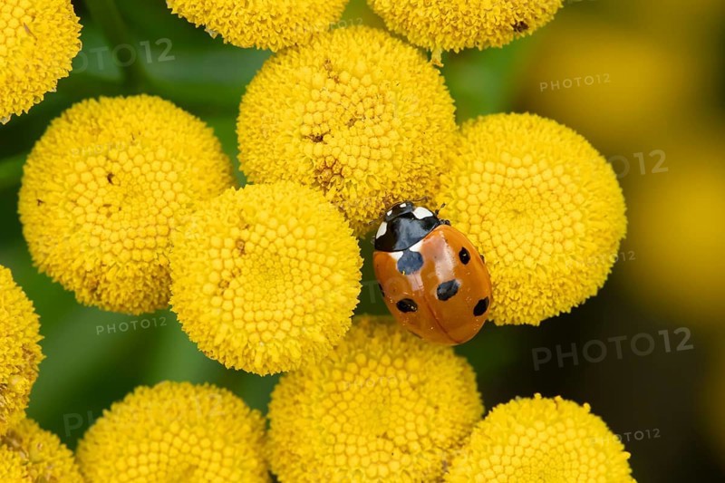 Seven-spot ladybird or Ladybug (Coccinella septempunctata) adult insect on a garden Tansy flower in summer, England, United Kingdom