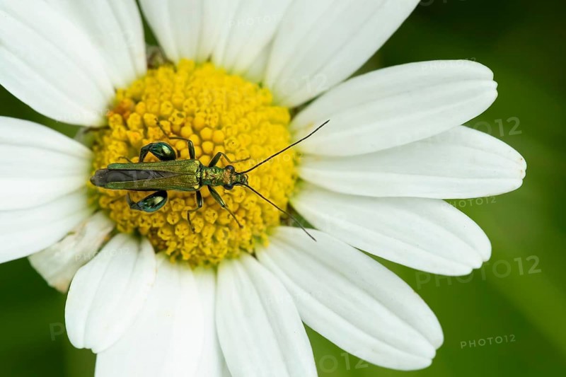 Thick-legged flower beetle (Oedemera nobilis) adult insect on an Oxeye daisy flower in summer, England, United Kingdom
