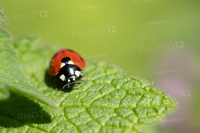Seven-spot ladybird or Ladybug (Coccinella septempunctata) adult insect on a Red dead nettle plant in spring, England, United Kingdom