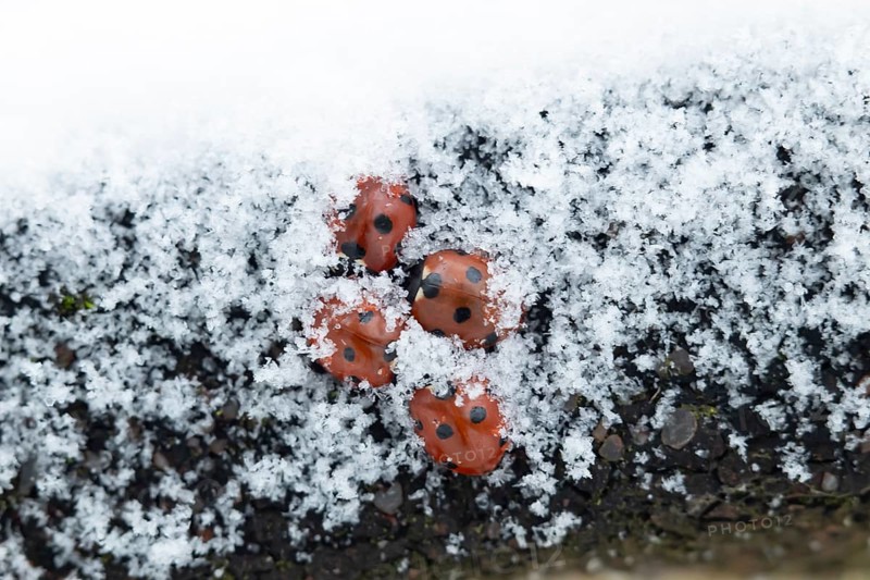 Seven-spot ladybird or Ladybug (Coccinella septempunctata) four adult insects hibernating in snow in winter, England, United Kingdom